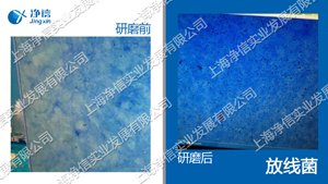 放線(xiàn)菌.jpg